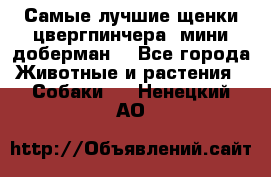 Самые лучшие щенки цвергпинчера (мини доберман) - Все города Животные и растения » Собаки   . Ненецкий АО